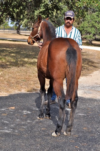 L.A. Waters Quarter Horses