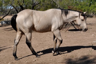 L.A. Waters Quarter Horses