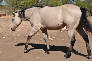 L.A. Waters Quarter Horses