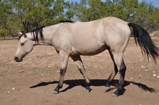 L.A. Waters Quarter Horses