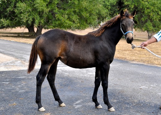 L.A. Waters Quarter Horses