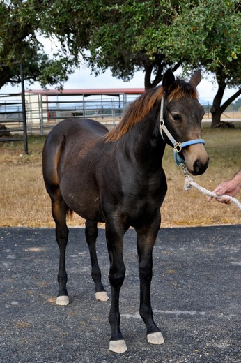 L.A. Waters Quarter Horses