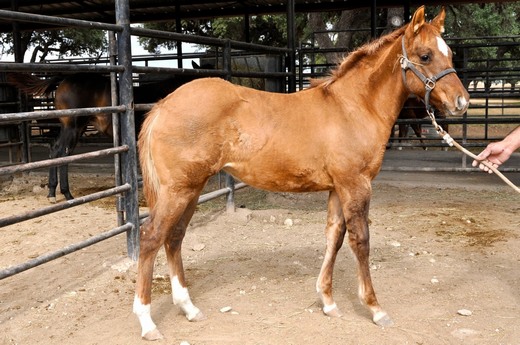 L.A. Waters Quarter Horses