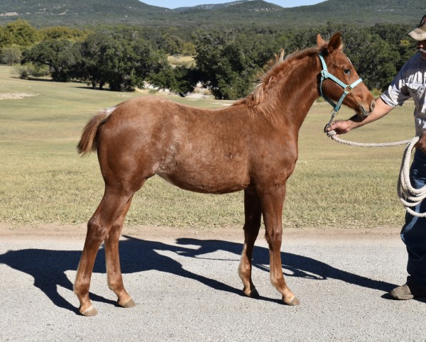 L.A. Waters Quarter Horses