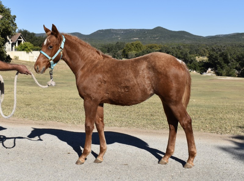 L.A. Waters Quarter Horses