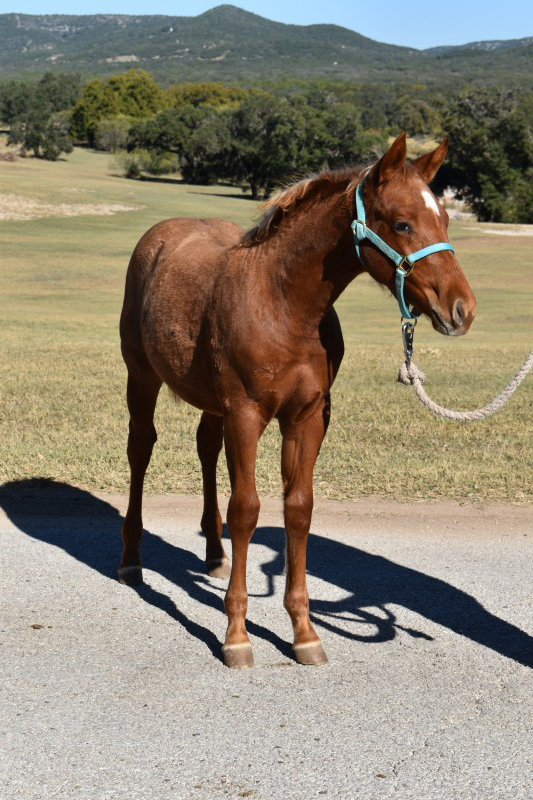 L.A. Waters Quarter Horses