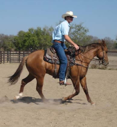 L.A. Waters Quarter Horses