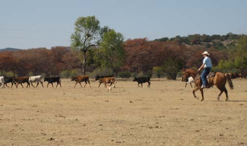 L.A. Waters Quarter Horses