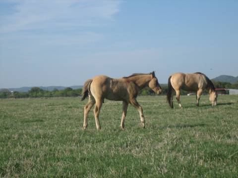 L.A. Waters Quarter Horses