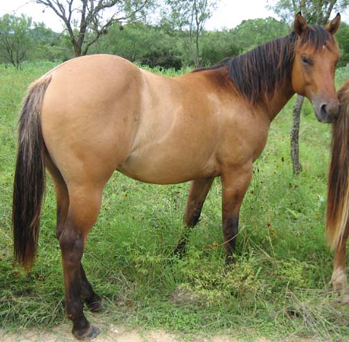 L.A. Waters Quarter Horses