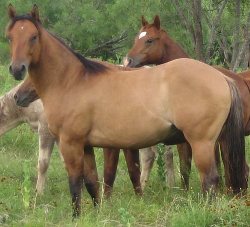 L.A. Waters Quarter Horses