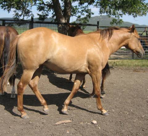 L.A. Waters Quarter Horses