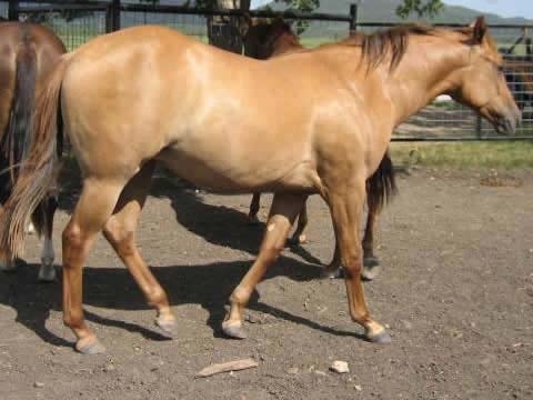 L.A. Waters Quarter Horses