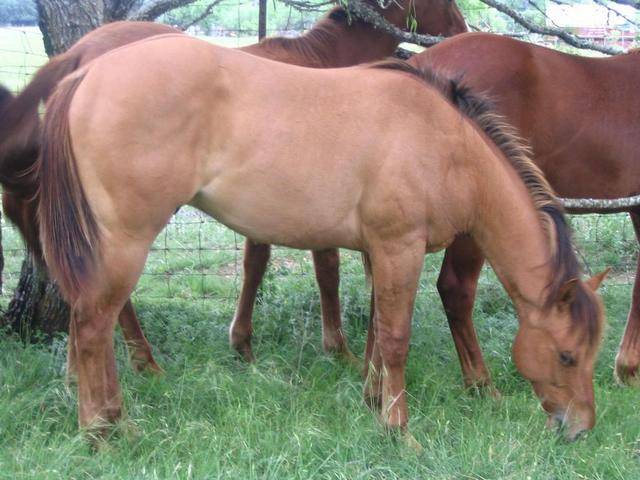 L.A. Waters Quarter Horses