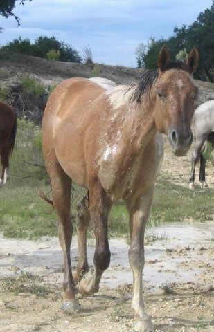 L.A. Waters Quarter Horses