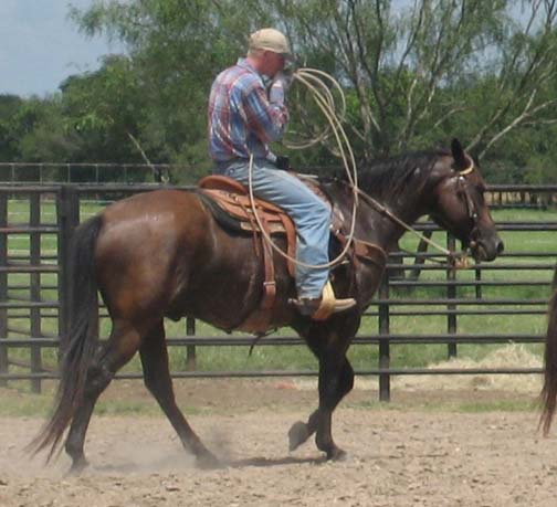 L.A. Waters Quarter Horses