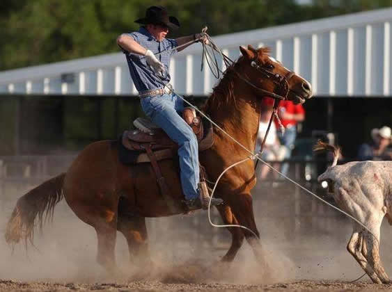 L.A. Waters Quarter Horses