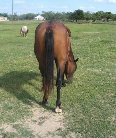 L.A. Waters Quarter Horses