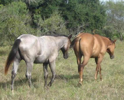 L.A. Waters Quarter Horses