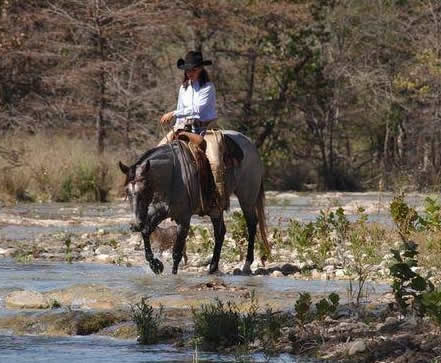 L.A. Waters Quarter Horses