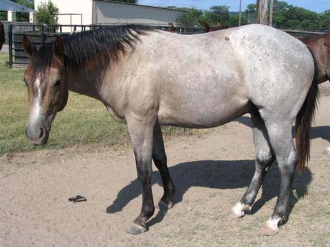 L.A. Waters Quarter Horses