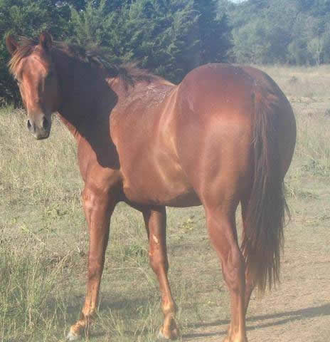 L.A. Waters Quarter Horses