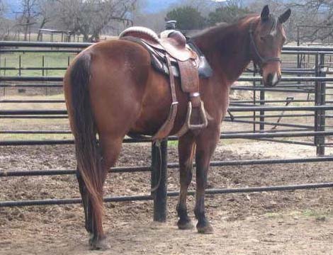 L.A. Waters Quarter Horses