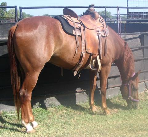 L.A. Waters Quarter Horses