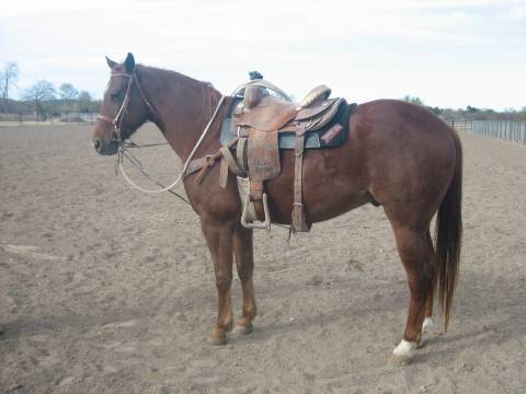 L.A. Waters Quarter Horses