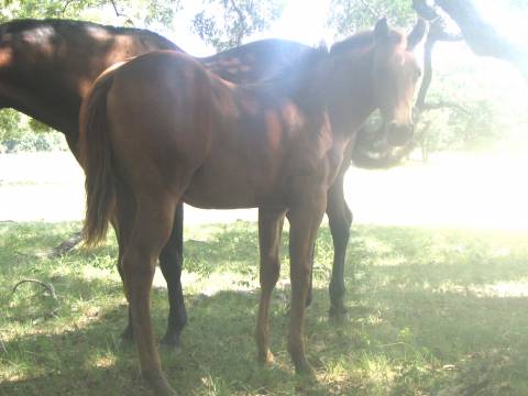 L.A. Waters Quarter Horses