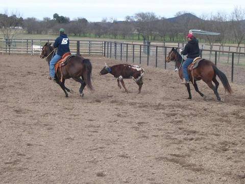 L.A. Waters Quarter Horses