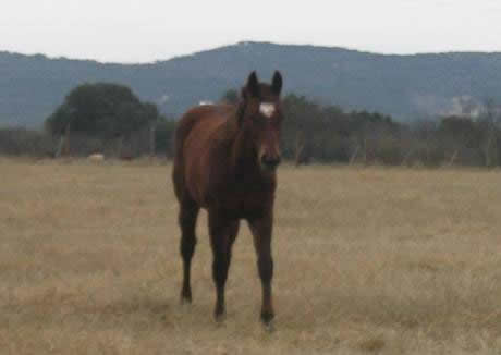 L.A. Waters Quarter Horses