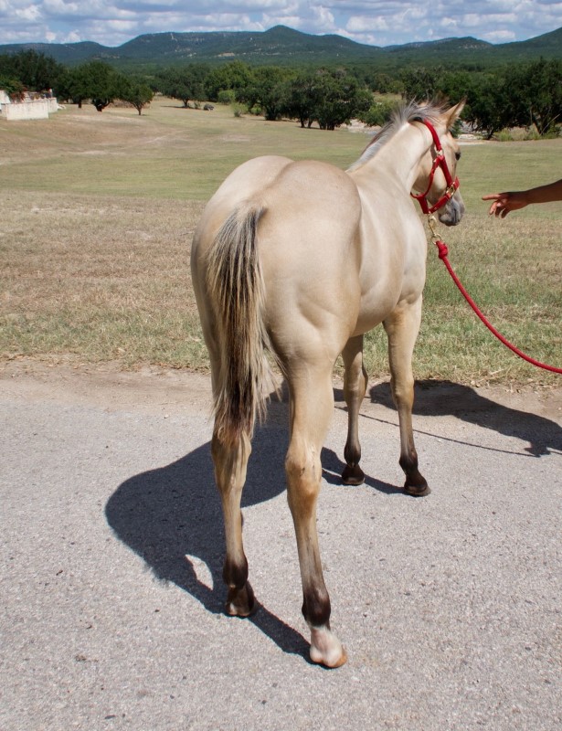 L.A. Waters Quarter Horses