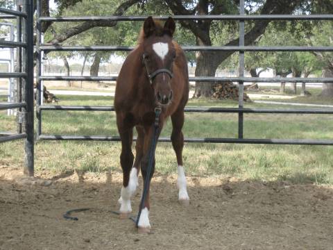 L.A. Waters Quarter Horses