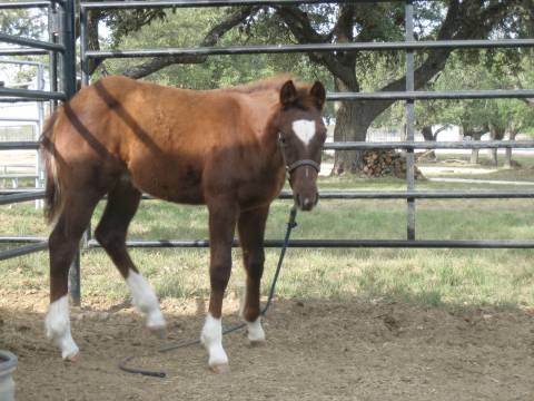 L.A. Waters Quarter Horses