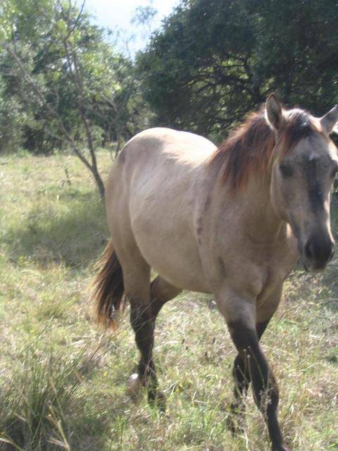 L.A. Waters Quarter Horses