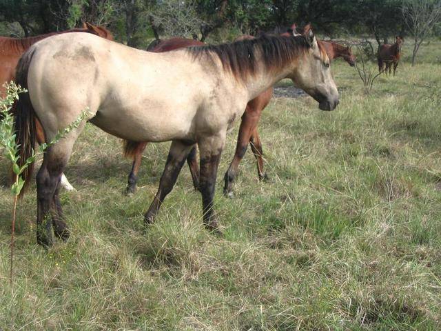 L.A. Waters Quarter Horses