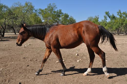 L.A. Waters Quarter Horses