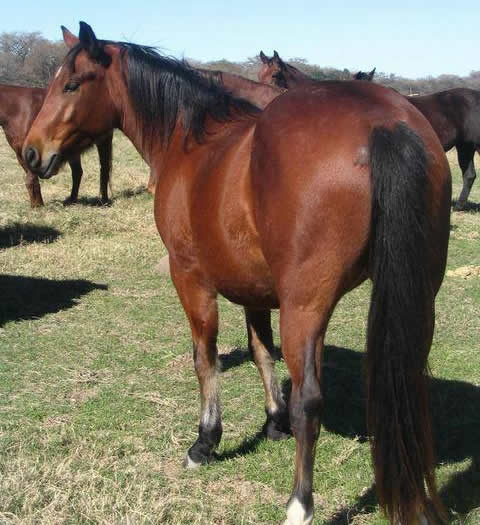 L.A. Waters Quarter Horses