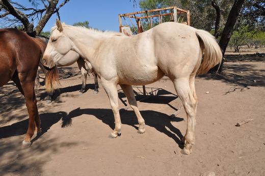 L.A. Waters Quarter Horses