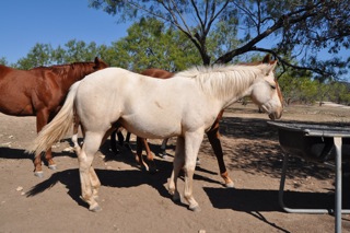 L.A. Waters Quarter Horses