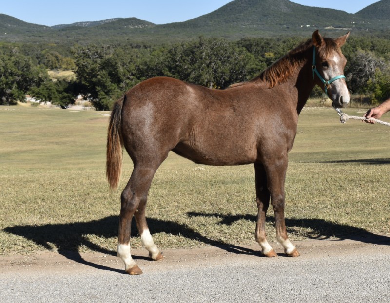 L.A. Waters Quarter Horses