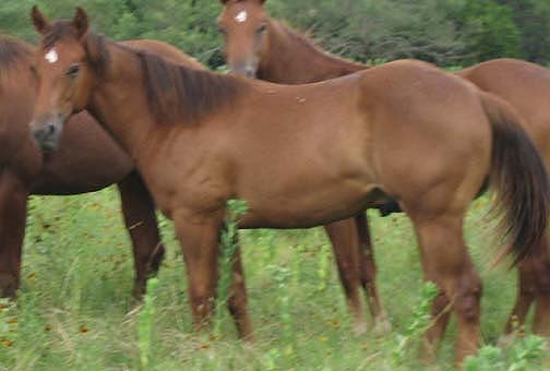 L.A. Waters Quarter Horses