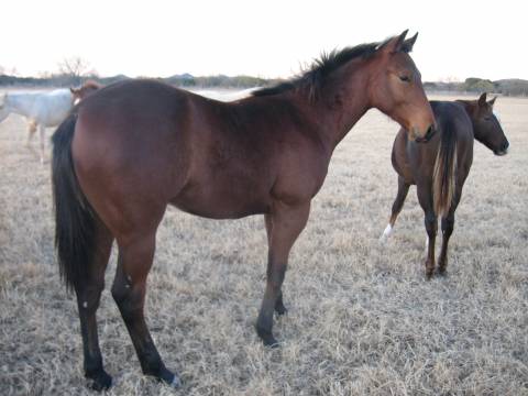 L.A. Waters Quarter Horses