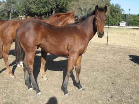 L.A. Waters Quarter Horses