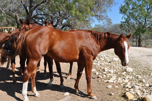 L.A. Waters Quarter Horses