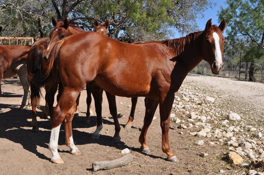 L.A. Waters Quarter Horses