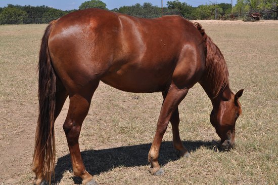 L.A. Waters Quarter Horses