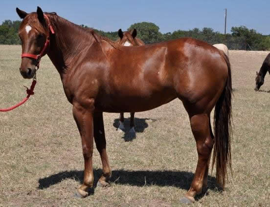 L.A. Waters Quarter Horses