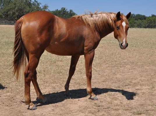 L.A. Waters Quarter Horses